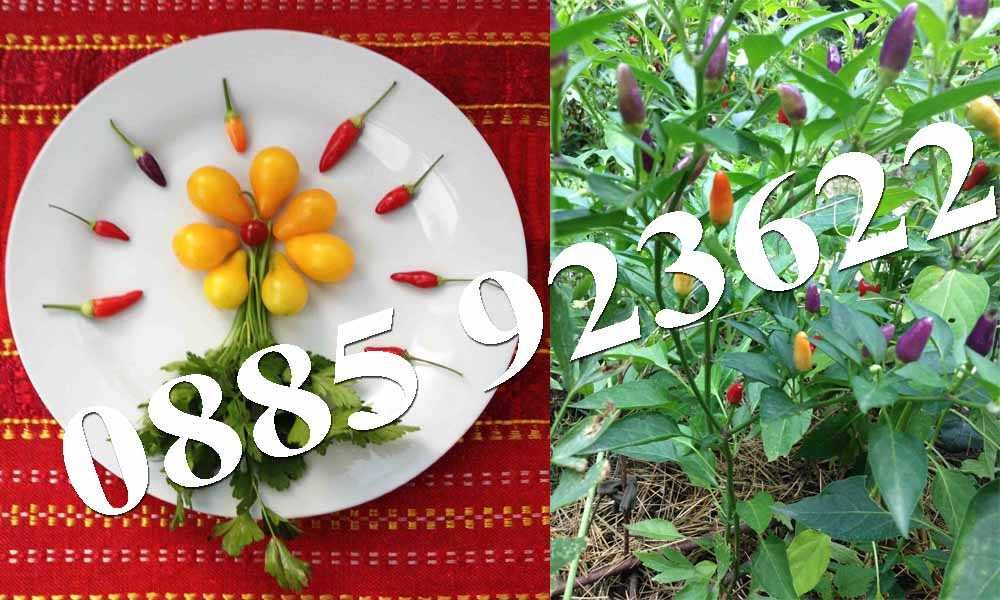 Саксия с Люти Чушки, Физалис или Тютюн -  Еко и Биологично Отглеждани