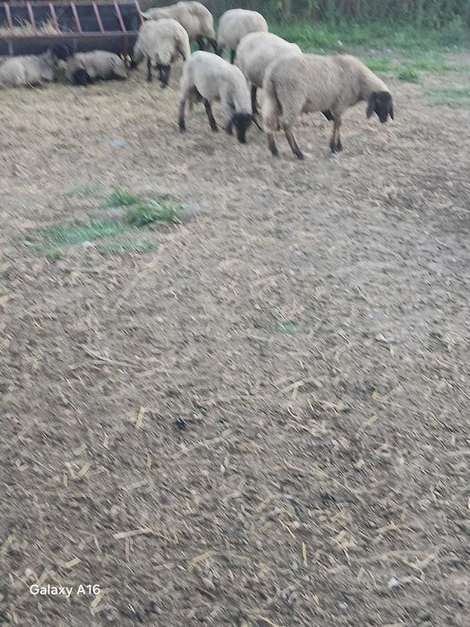 Vând 5 oi suffok și 7 miei