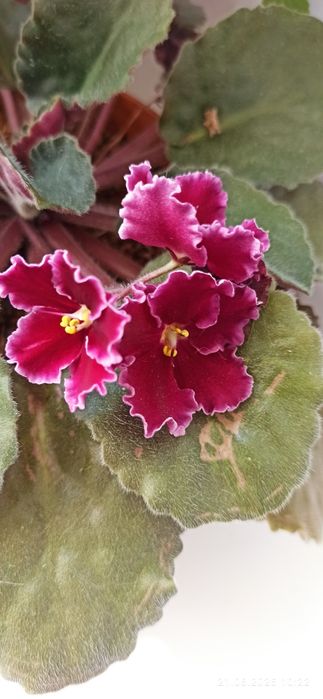 Продам комнатные фиалки