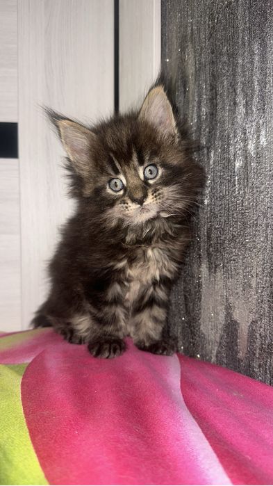 Котята мейнкуны!