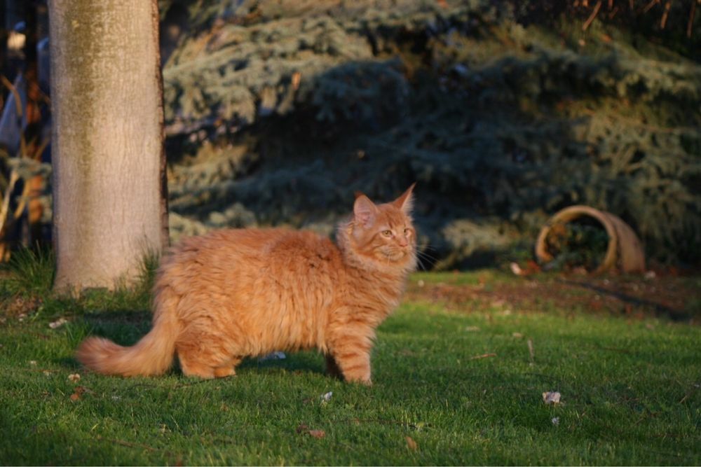 Мейн Куун (Maine Coon)