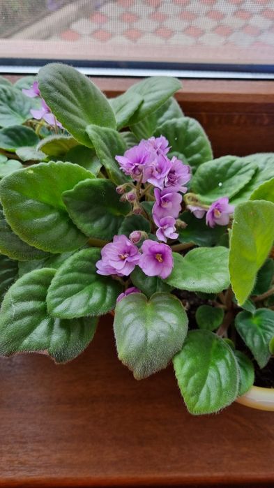 Продаются фиалки разных сортов