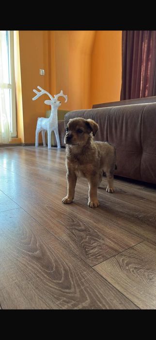 Куче, подарявам в добри ръце