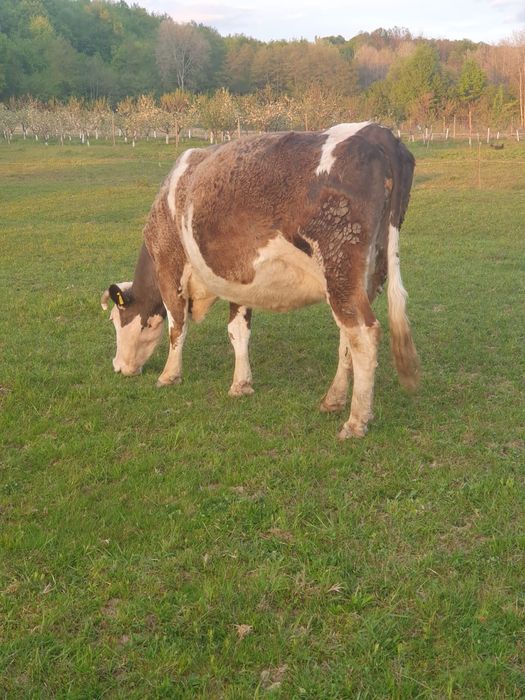 Vaca gestanta, mai are o luna pana la fatare