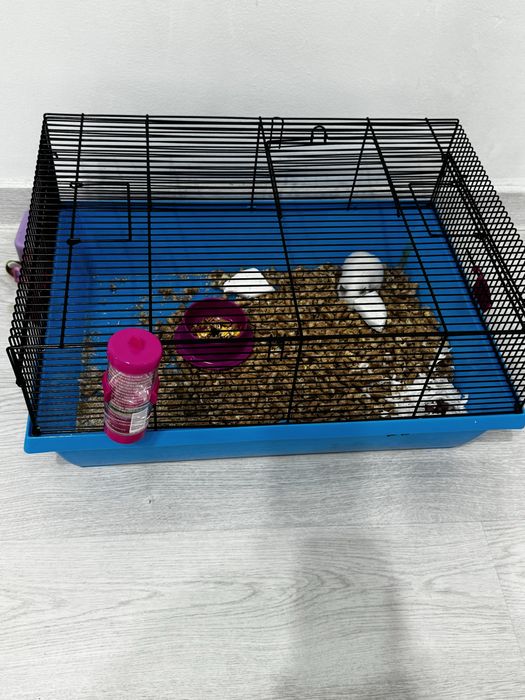 Продам хомяк породисты