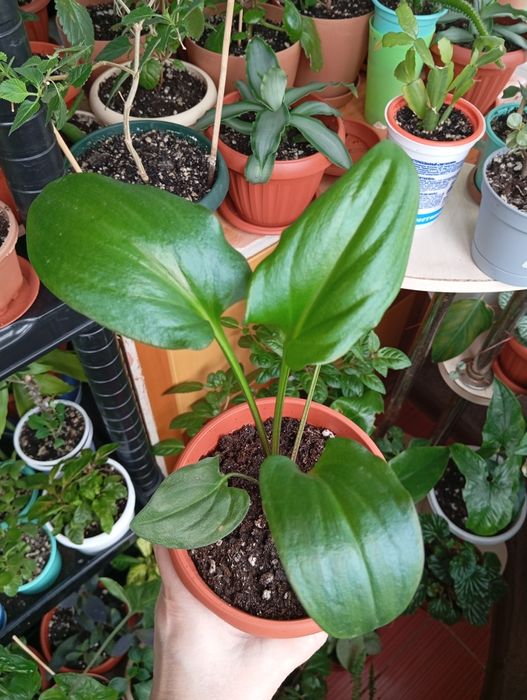 Продам цветы комнатные