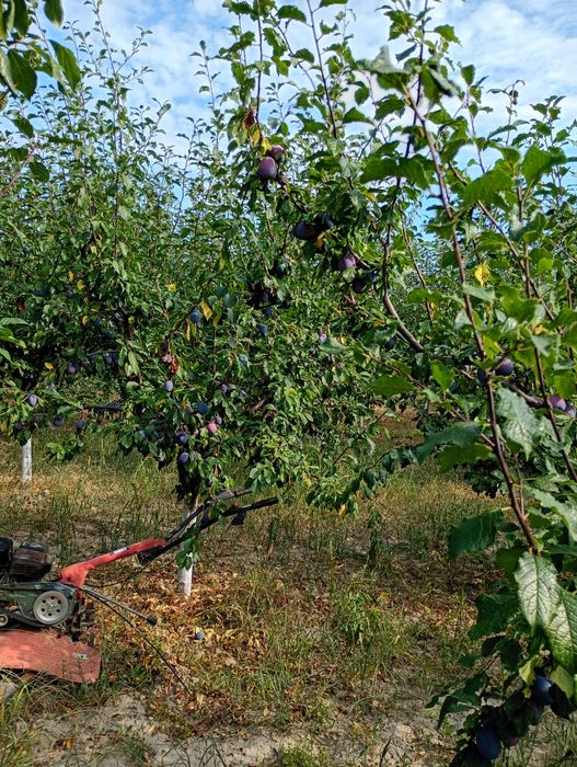 Vand prune 5 lei kg pentru consum