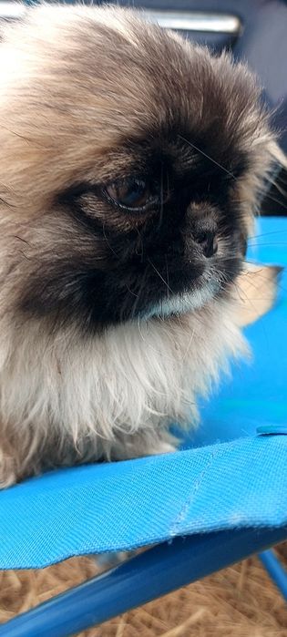 Băiat de 4 luni cu toate vaccinele la zi și carnet de sanatate