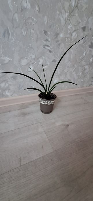 Продам цветы  сансевиерия
