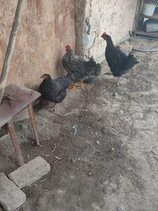 Продам Курей парочки