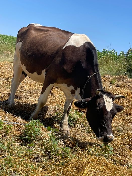 Vaca disponibila