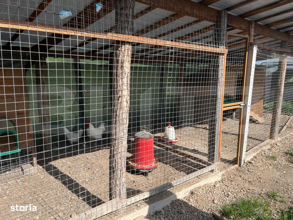 Ferma mica de animale – porci Mangalita & gaini de curte