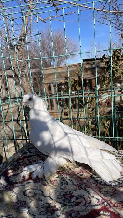 Голуби кептер пр