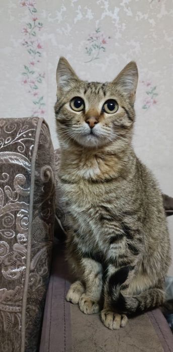 Отдам в добрые руки котёнка и молодых кошек