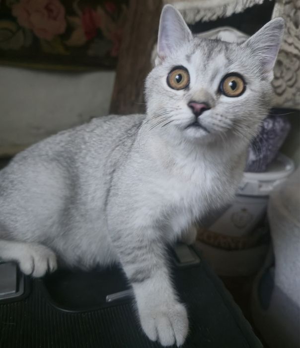 Британский котенок
