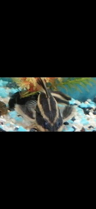 Сом Платидорас рафаелов