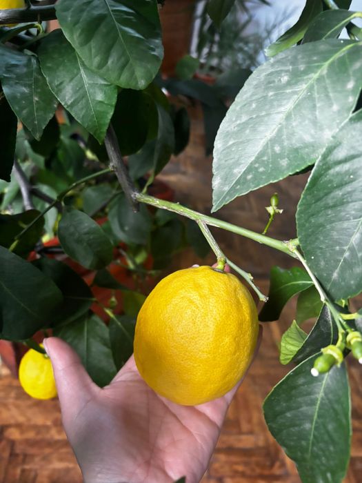 Lamai foarte roditor peate 2 m inaltime!!!