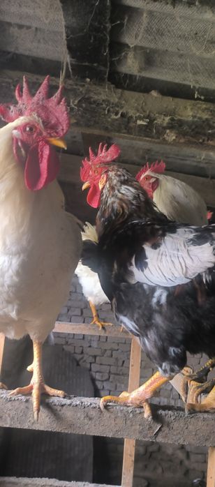 Питухи, в наличии 8 штук