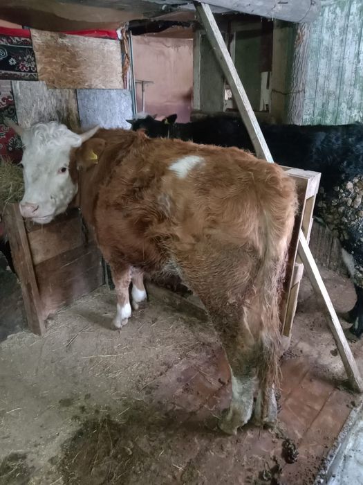 Сельскохозяйственное животное