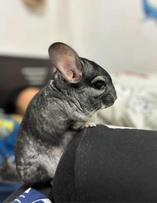 2 Chinchila , cusca , mancare , asternut , etc