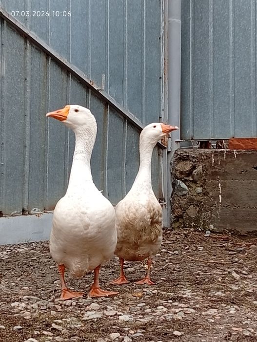 Продам гусей пара