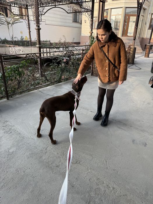 Доберман собака 8,9 месяц.