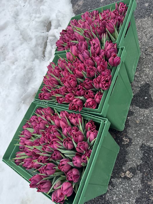 Тюльпаны к 14 февраля и 8 марта!