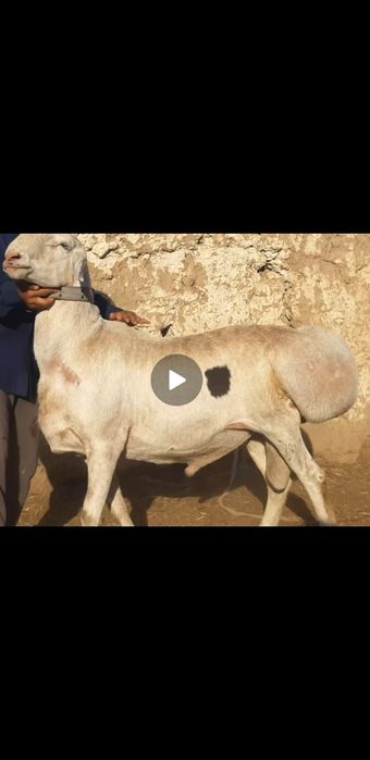 Авғон қучқор элита