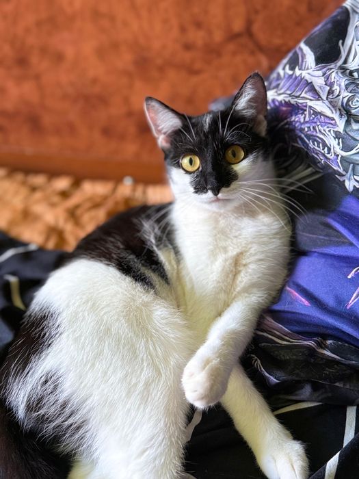 Отдаю кошечку  , 7 месяцев