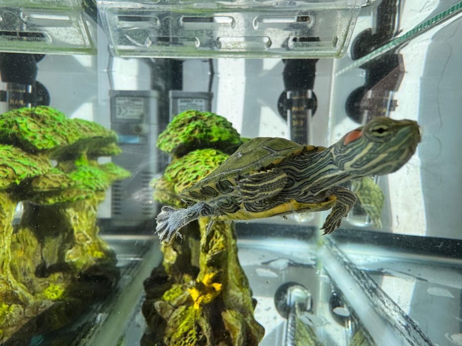 2 черепахи с аквариумом