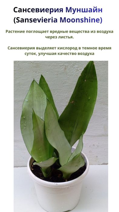 Сансевиерия Муншайн. Экзотическое растение для дома и офиса.