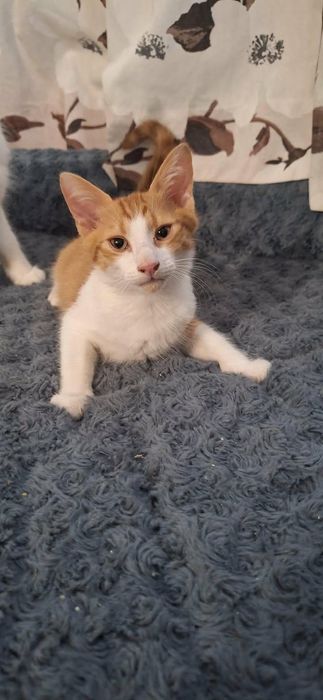 Подарявам котенца