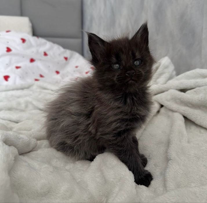 Котята Мейн-кун Алматы