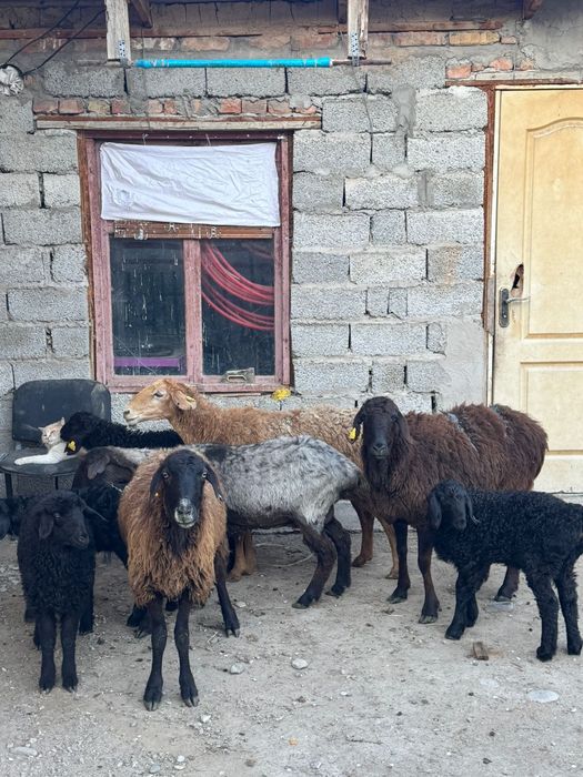 Қозылы қойлар сатылады