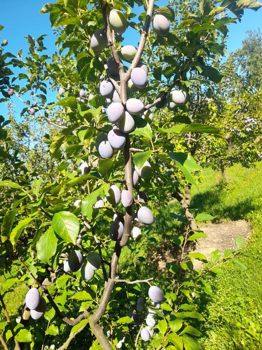 Vând prune bistrite