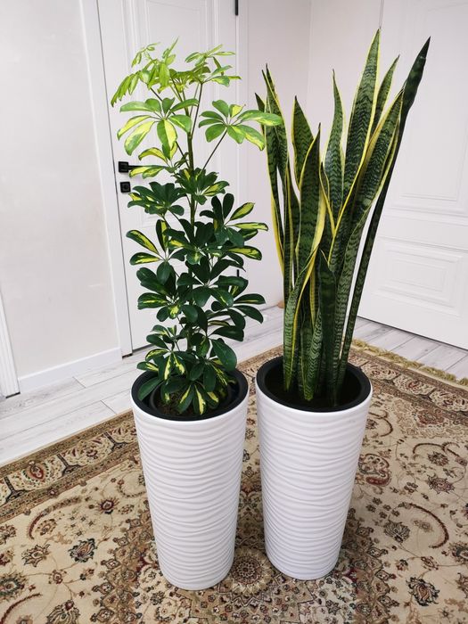 Цветы комнатные . Доставка