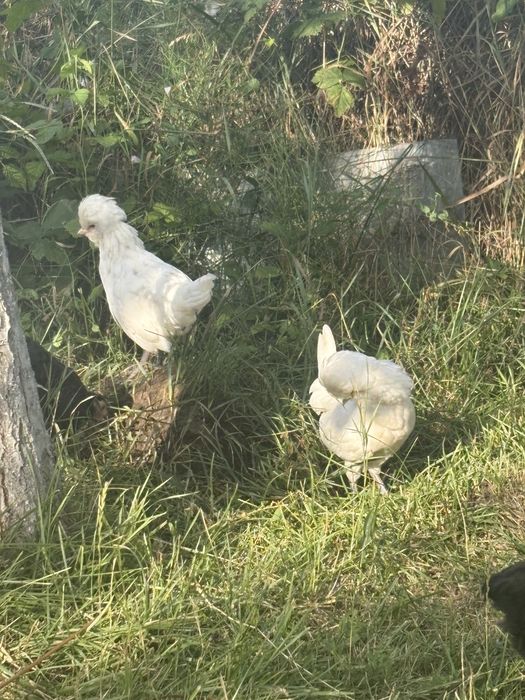 pui paduana , alba alb cu pete negre si chamois