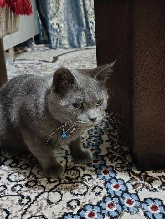 Продаётся кошка скоттиш страйт
