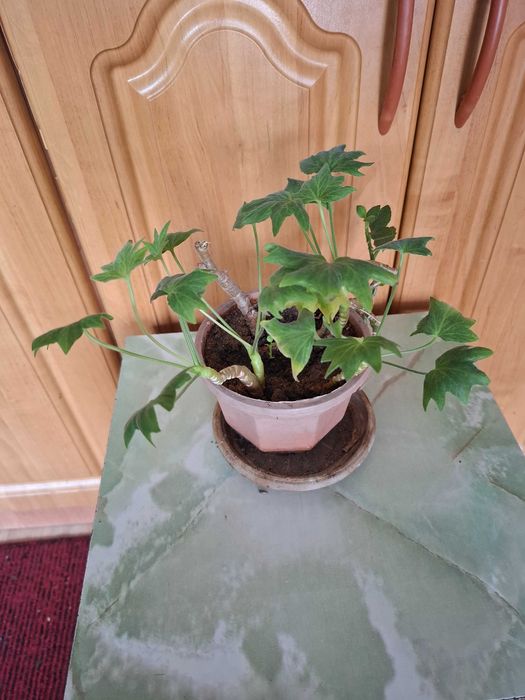 Комнатные цветы  разные