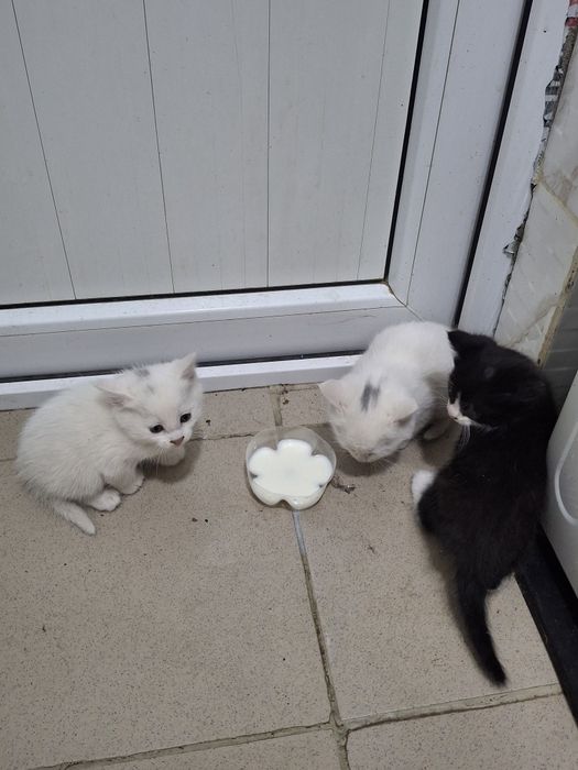 котята  в добрые руки