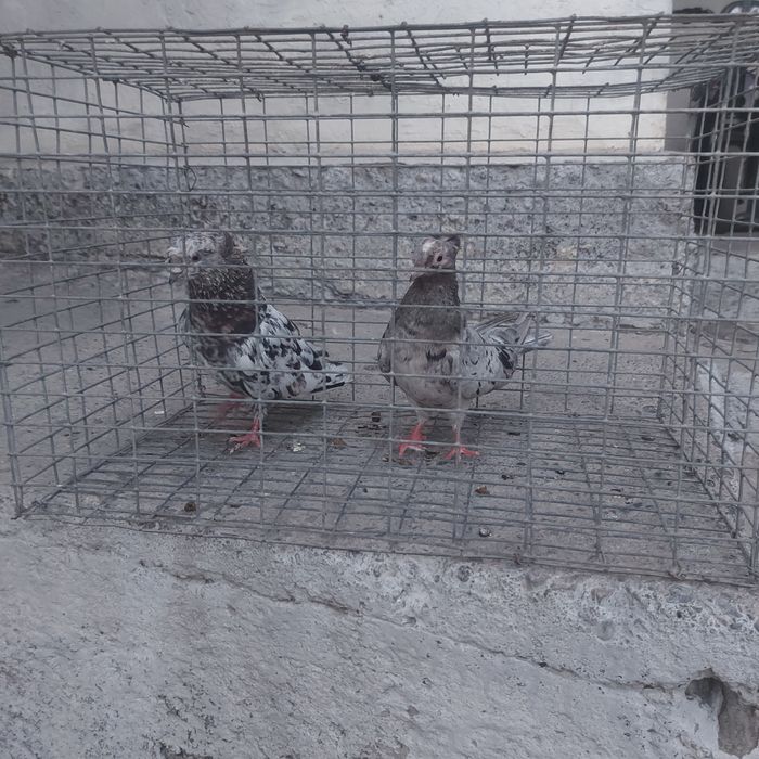 Челкар двух чуби пара гатовый