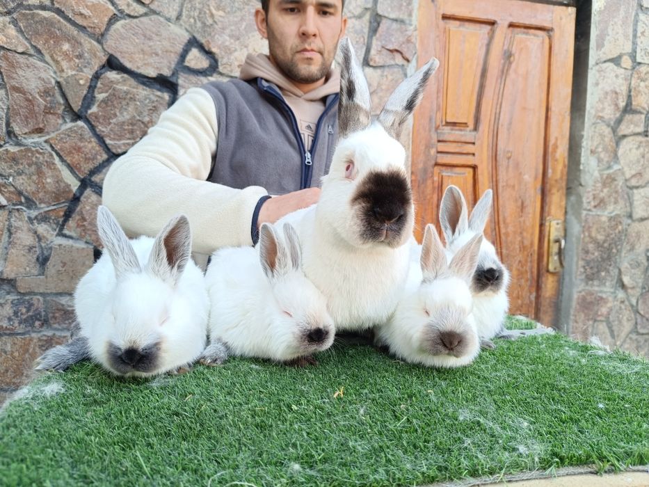 Евро Калифорния куйонлари