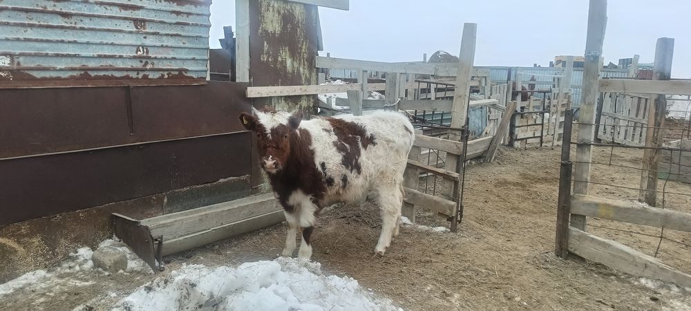 Сиыр сатылады. Корова