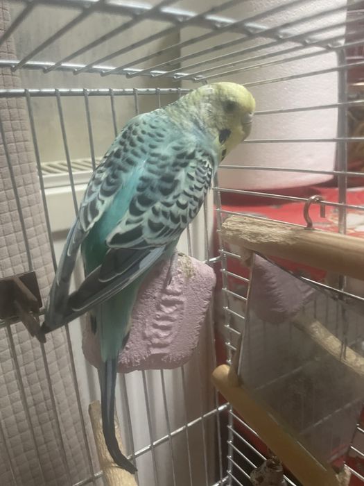 Pereche peruși  cu colivie si accesorii