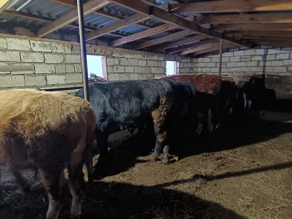 Продаются быки 13голов