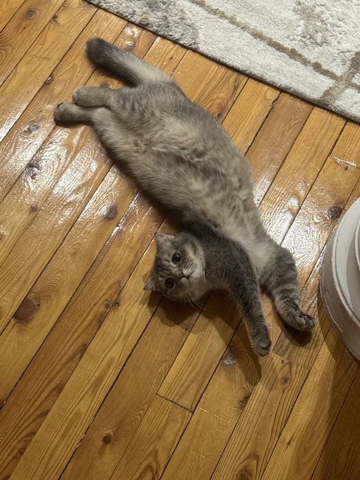 Продается котенок (скоттиш фолд)