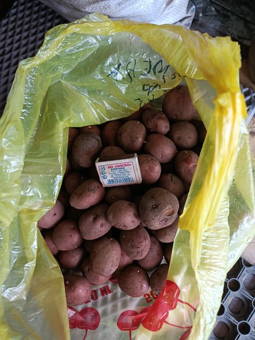 Продам картофель