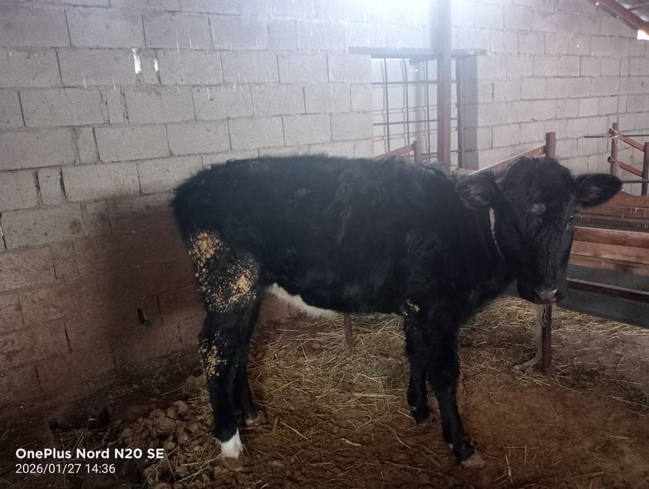 Здравствуйте Продам скот