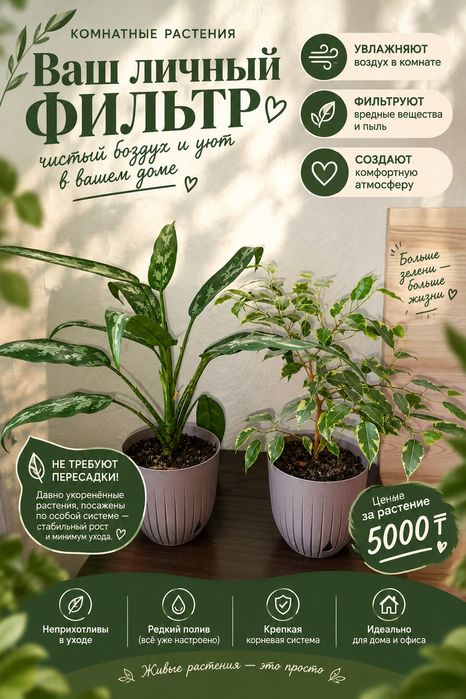 Комнатные растения