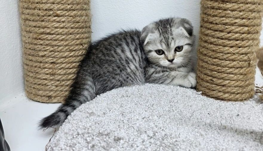 КоТиКи ВисЛоуХие ШоТланДскиЕ